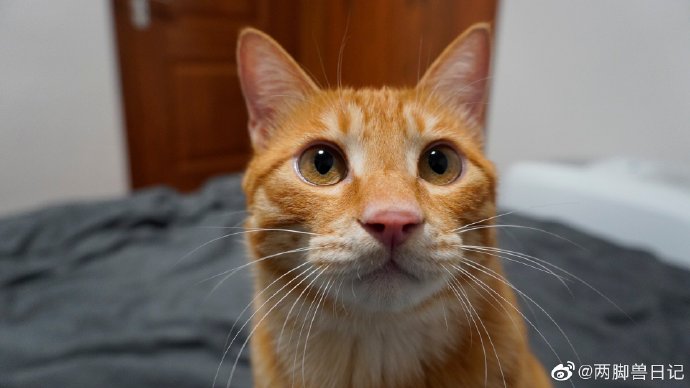 猫图片|宠物猫|猫咪|