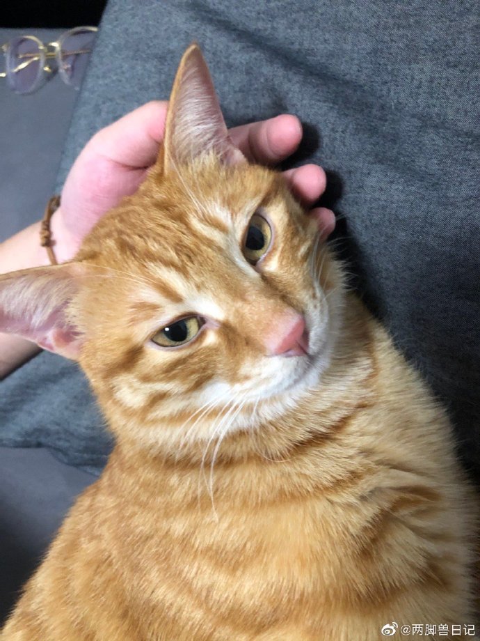 猫图片|宠物猫|猫咪|