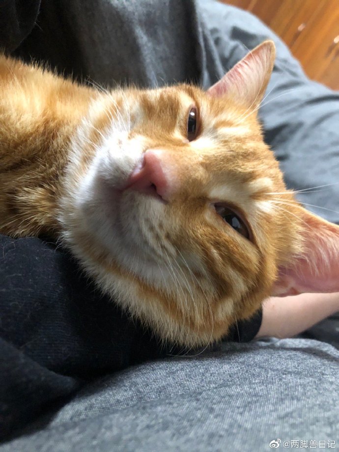 猫图片|宠物猫|猫咪|