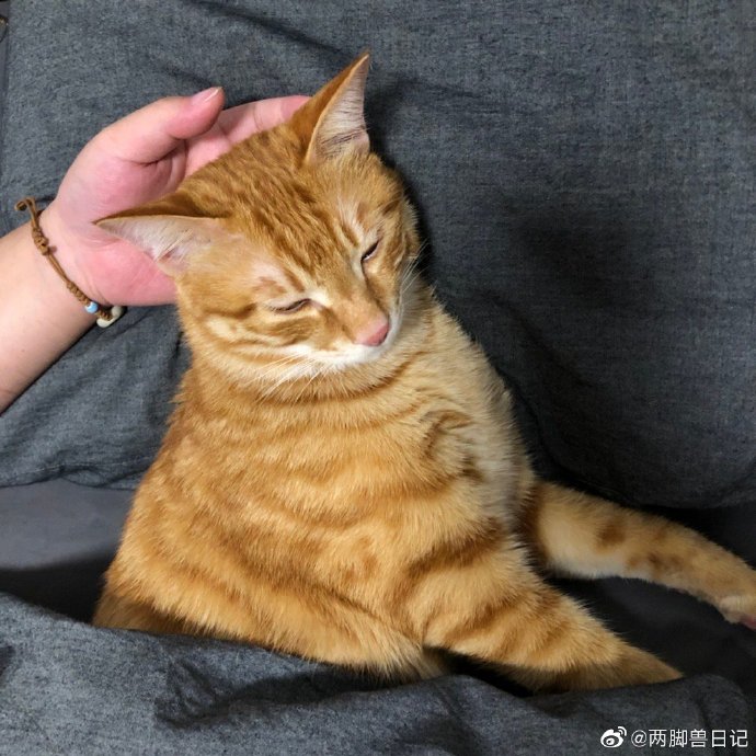 猫图片|宠物猫|猫咪|
