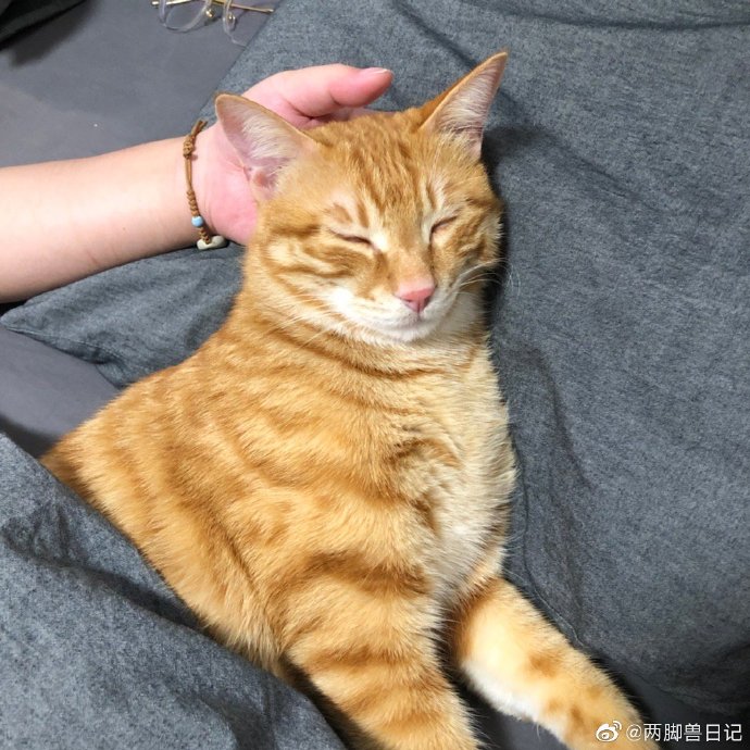 猫图片|宠物猫|猫咪|