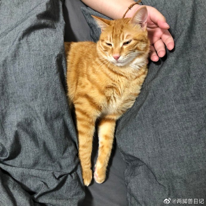 猫图片|宠物猫|猫咪|