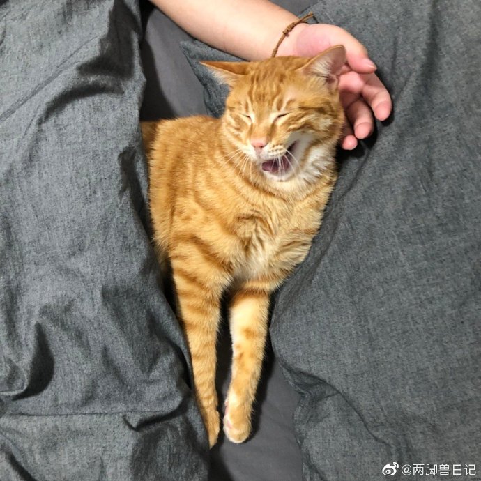 猫图片|宠物猫|猫咪|