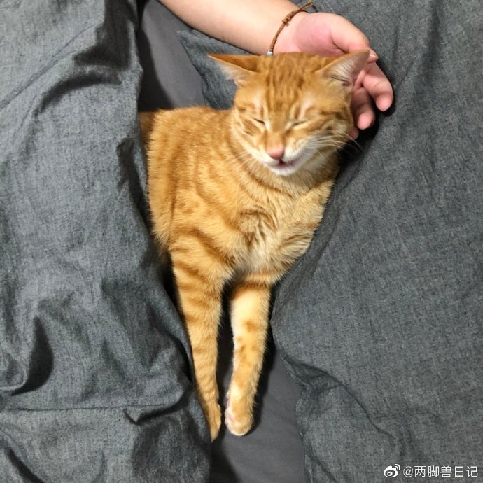 猫图片|宠物猫|猫咪|