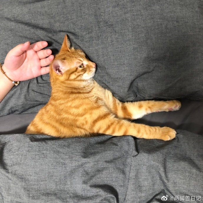 猫图片|宠物猫|猫咪|