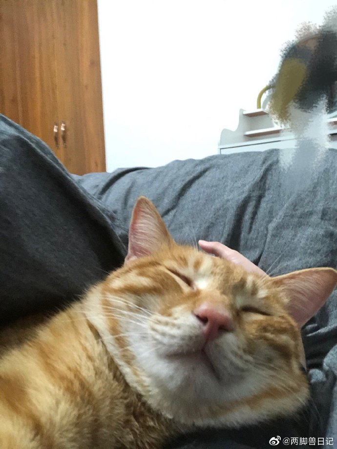 猫图片|宠物猫|猫咪|