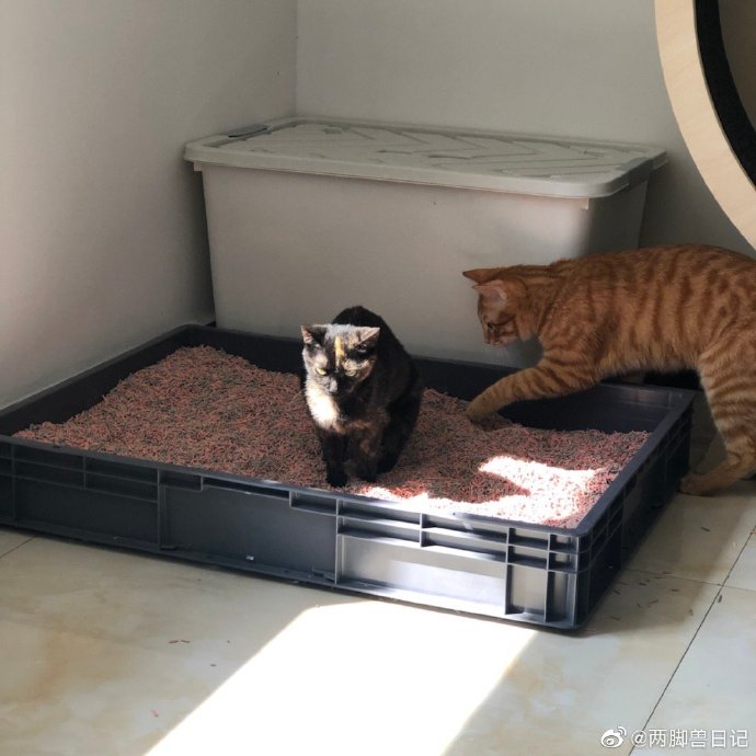 猫图片|宠物猫|猫咪|