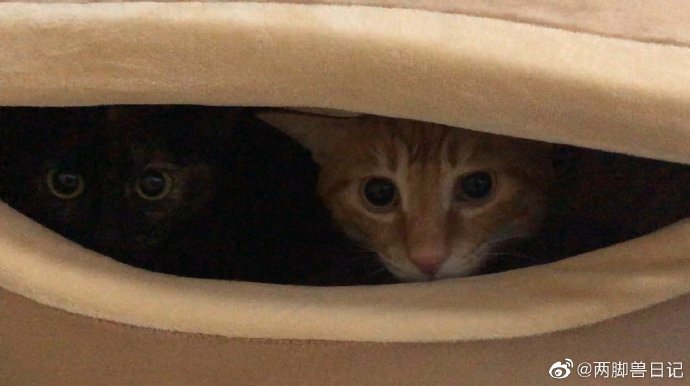 猫图片|宠物猫|猫咪|