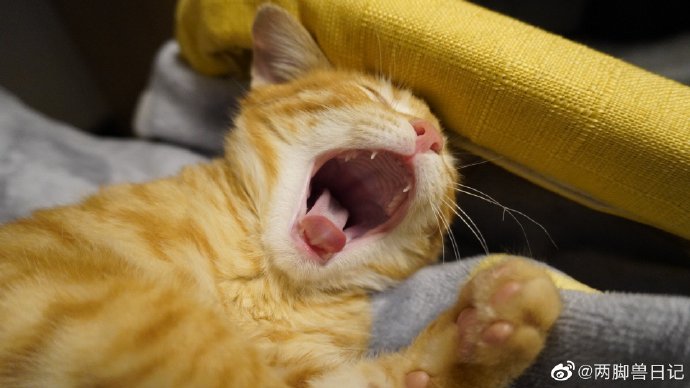 猫图片|宠物猫|猫咪|