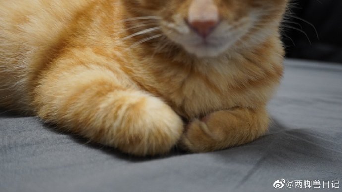 猫图片|宠物猫|猫咪|