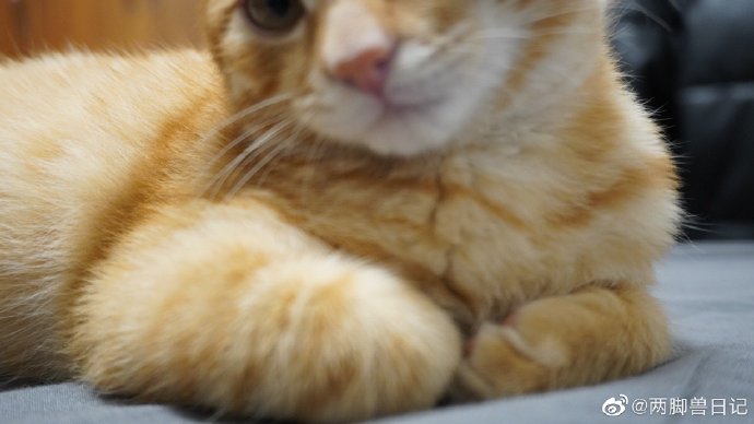 猫图片|宠物猫|猫咪|