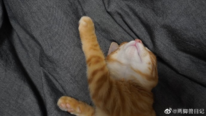 猫图片|宠物猫|猫咪|