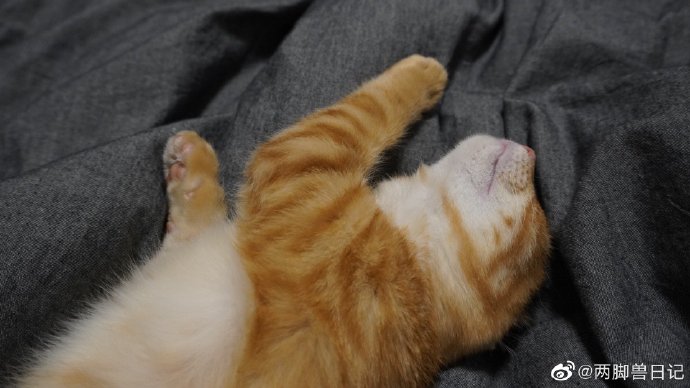 猫图片|宠物猫|猫咪|