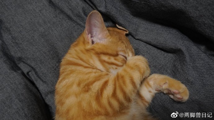 猫图片|宠物猫|猫咪|