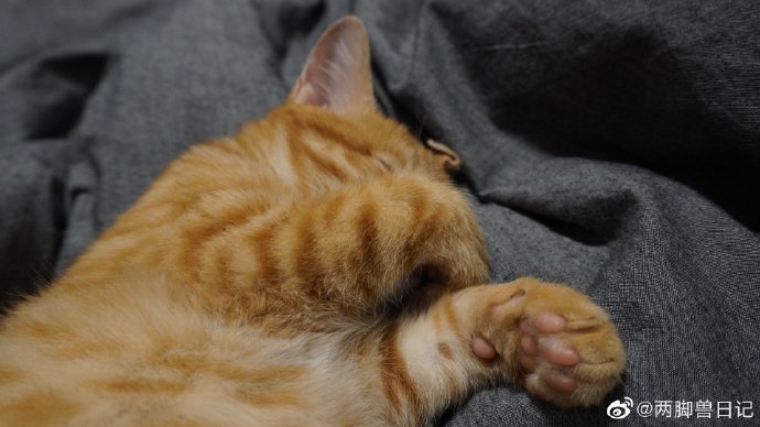 猫图片|宠物猫|猫咪|