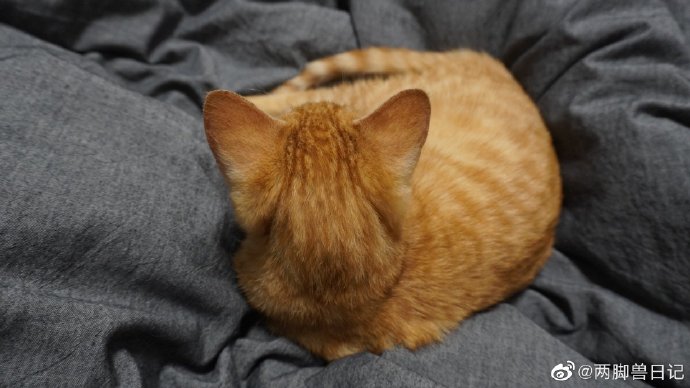 猫图片|宠物猫|猫咪|