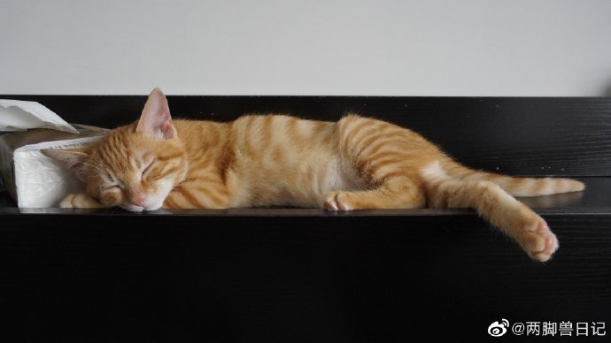 猫图片|宠物猫|猫咪|
