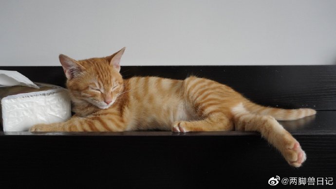猫图片|宠物猫|猫咪|