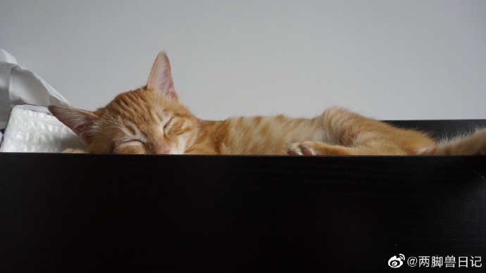 猫图片|宠物猫|猫咪|