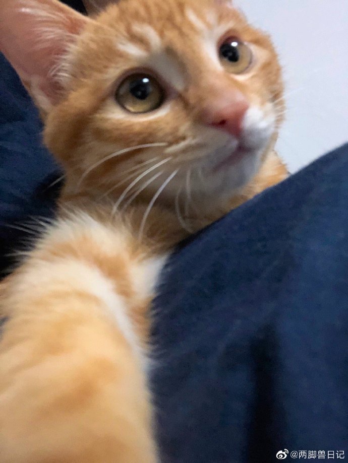 猫图片|宠物猫|猫咪|