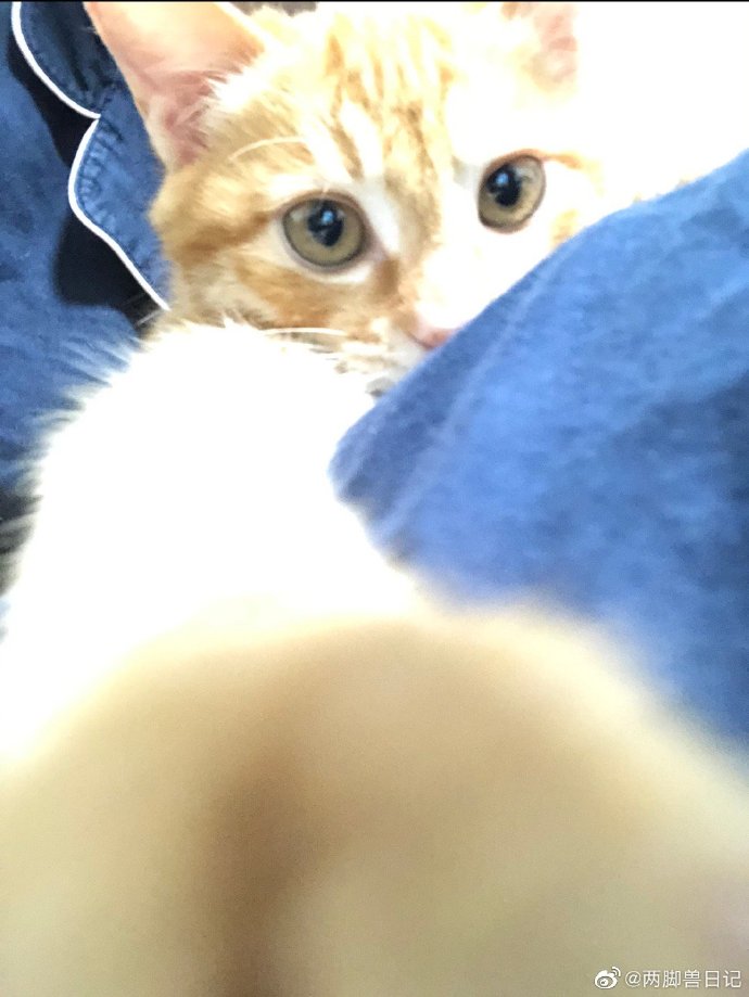 猫图片|宠物猫|猫咪|