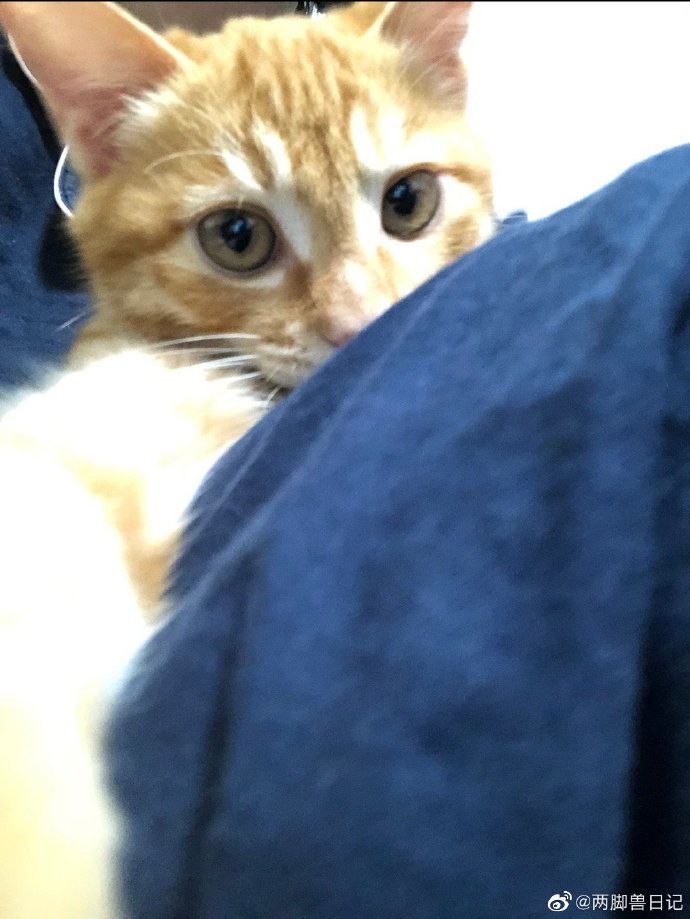 猫图片|宠物猫|猫咪|