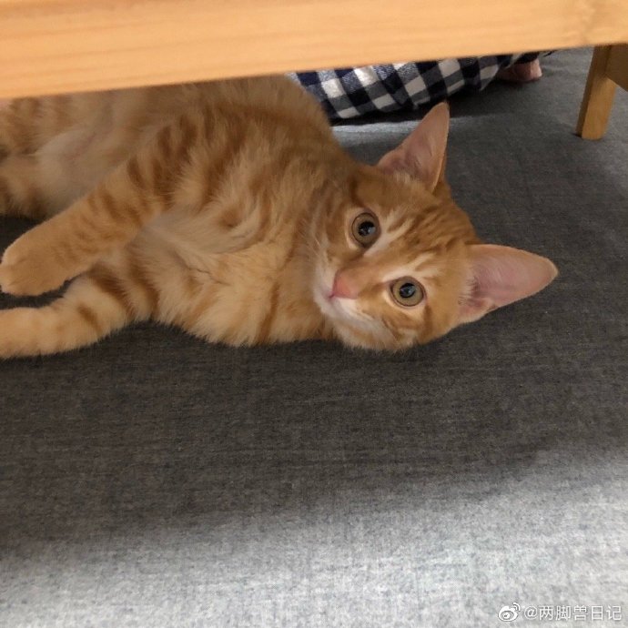 猫图片|宠物猫|猫咪|