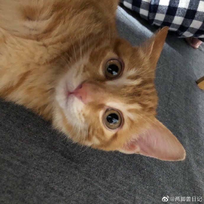 猫图片|宠物猫|猫咪|