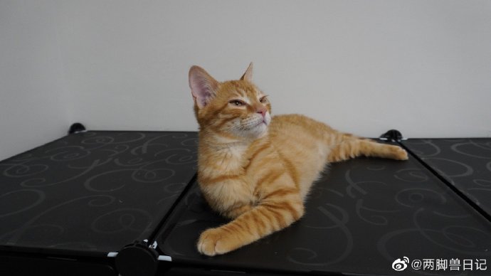 猫图片|宠物猫|猫咪|