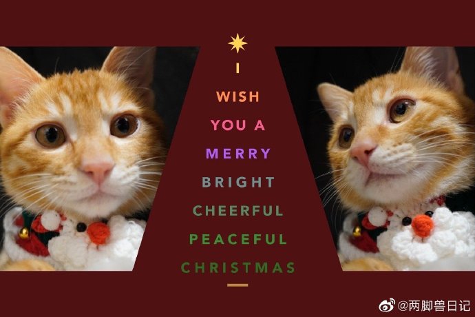 猫图片|宠物猫|猫咪|