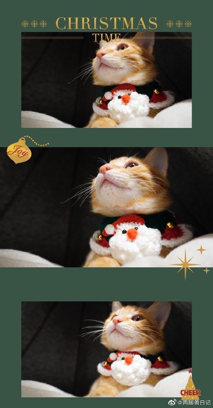 猫图片|宠物猫|猫咪|