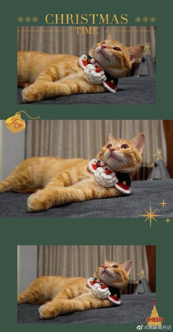 猫图片|宠物猫|猫咪|