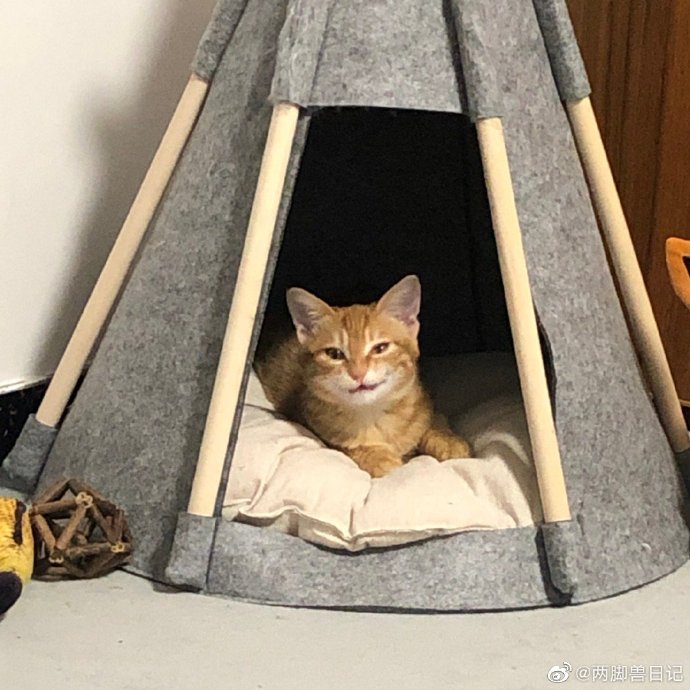 猫图片|宠物猫|猫咪|