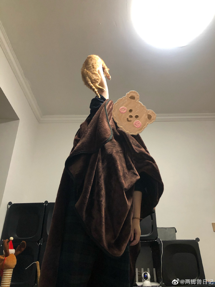 猫图片|宠物猫|猫咪|