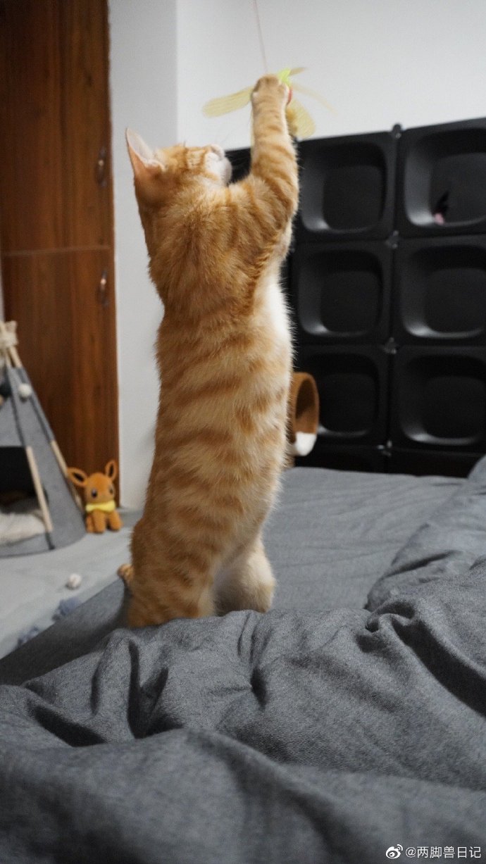 猫图片|宠物猫|猫咪|