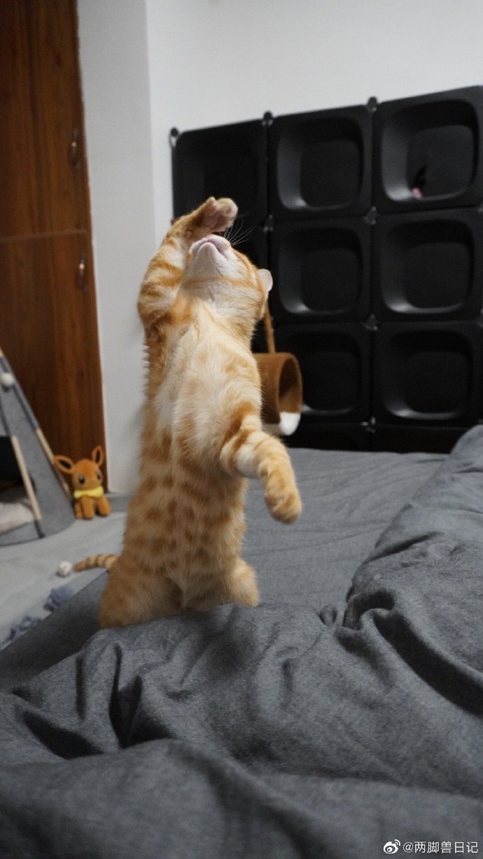 猫图片|宠物猫|猫咪|