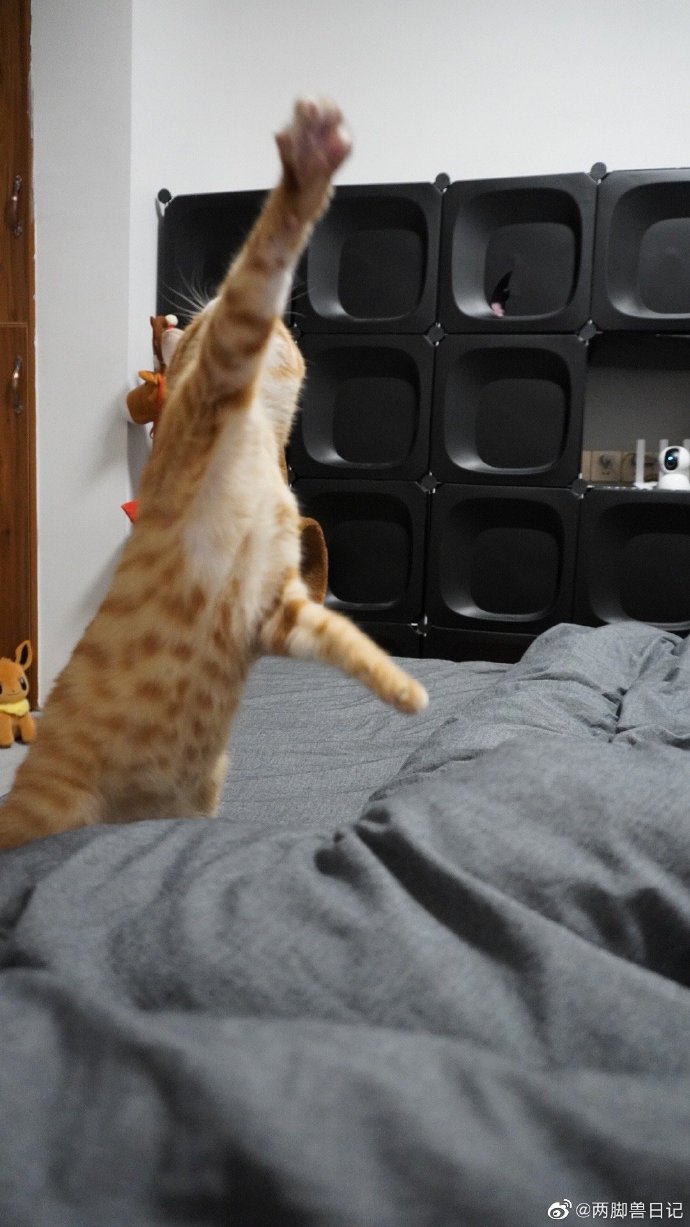 猫图片|宠物猫|猫咪|