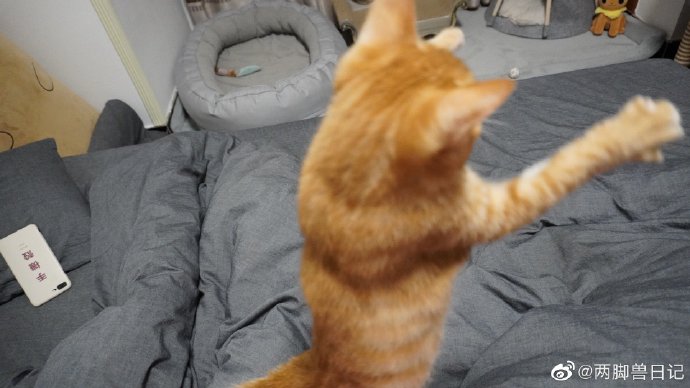 猫图片|宠物猫|猫咪|