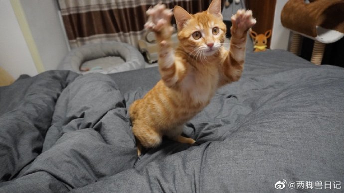 猫图片|宠物猫|猫咪|