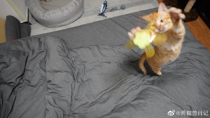 猫图片|宠物猫|猫咪|