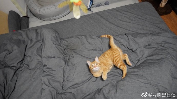 猫图片|宠物猫|猫咪|