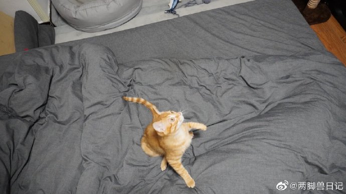 猫图片|宠物猫|猫咪|