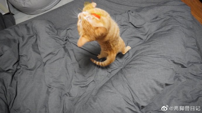 猫图片|宠物猫|猫咪|