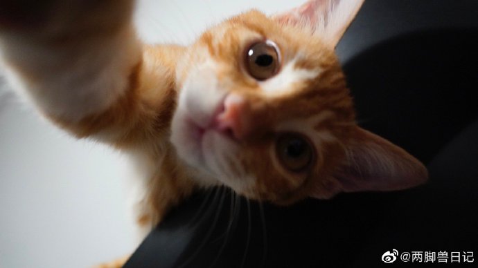 猫图片|宠物猫|猫咪|