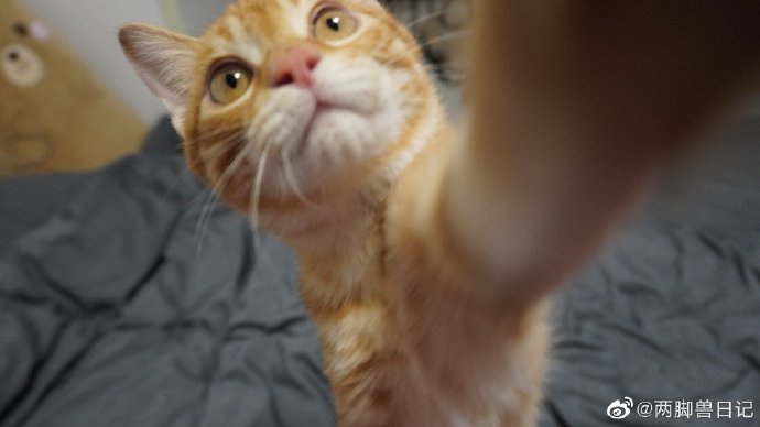 猫图片|宠物猫|猫咪|