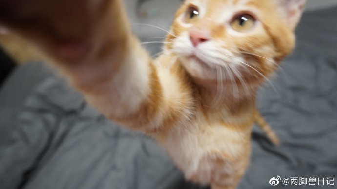 猫图片|宠物猫|猫咪|