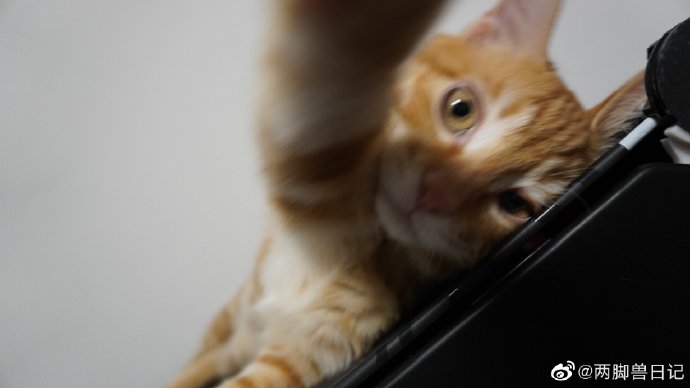 猫图片|宠物猫|猫咪|