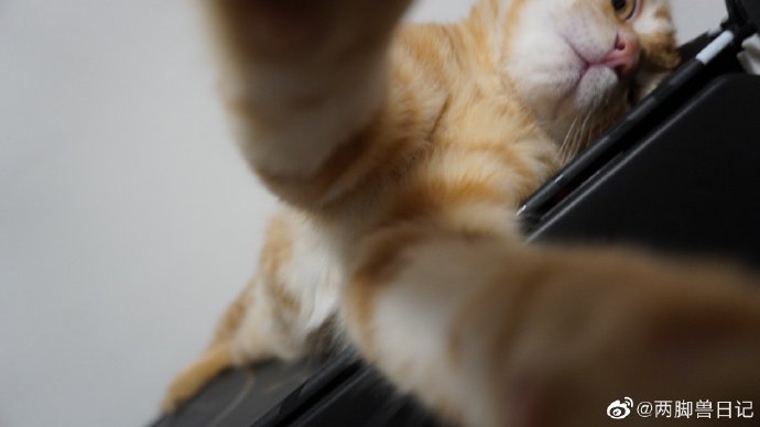 猫图片|宠物猫|猫咪|