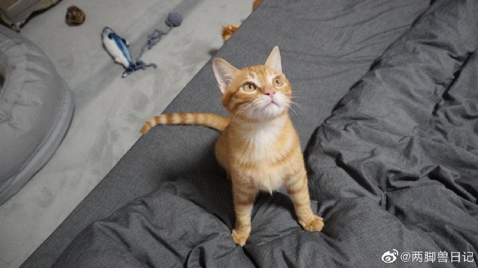 猫图片|宠物猫|猫咪|