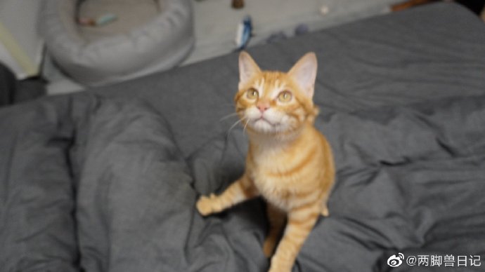 猫图片|宠物猫|猫咪|